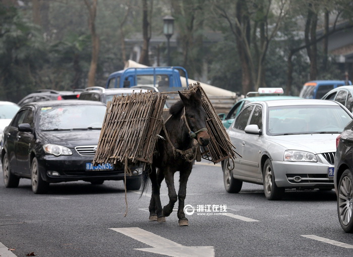 Une mule en fuite sème la zizanie dans les rues de Hangzhou