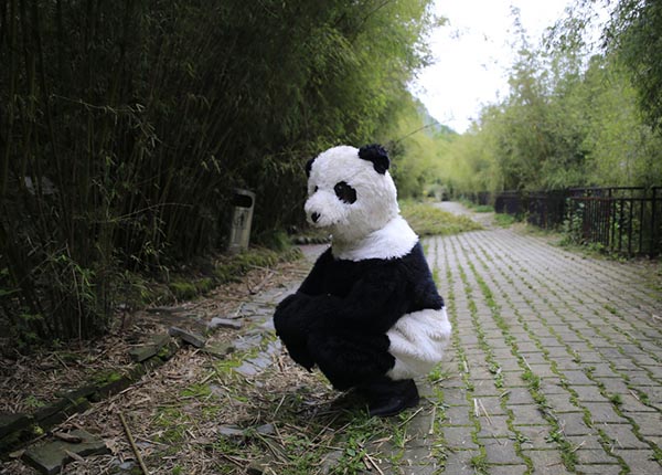 La vie bien étrange, mais palpitante, d'un éleveur de panda