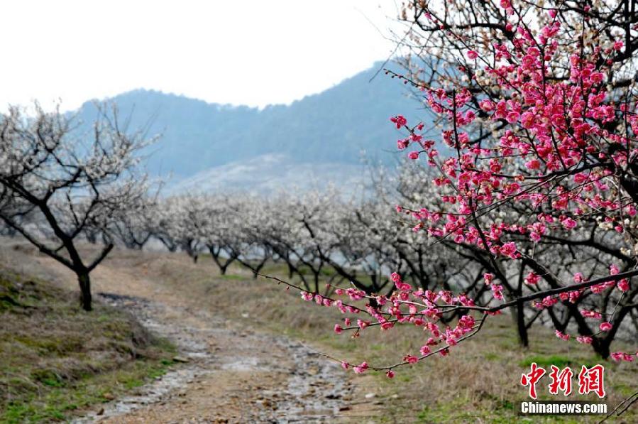 Zhejiang : allez plonger dans la mer des fleurs de prunier ! 