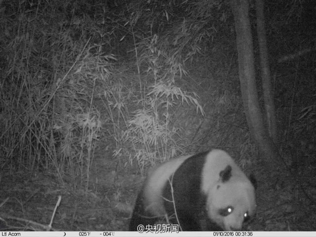 Images de pandas sauvages dans le Shaanxi