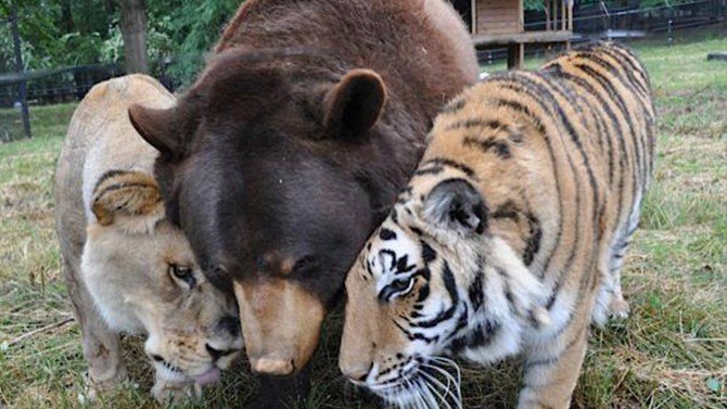 Un lion, un ours et un tigre deviennent des amis inséparables