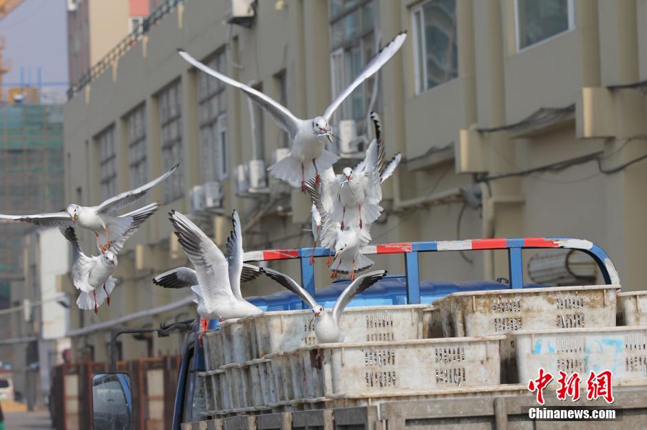 Insolite : le port de Qingdao et ses mouettes voleuses