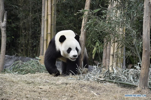 Les pandas géants Yuan Xin et Hua Ni sur le départ vers la Corée du Sud