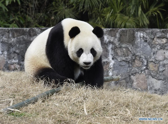 Les pandas géants Yuan Xin et Hua Ni sur le départ vers la Corée du Sud