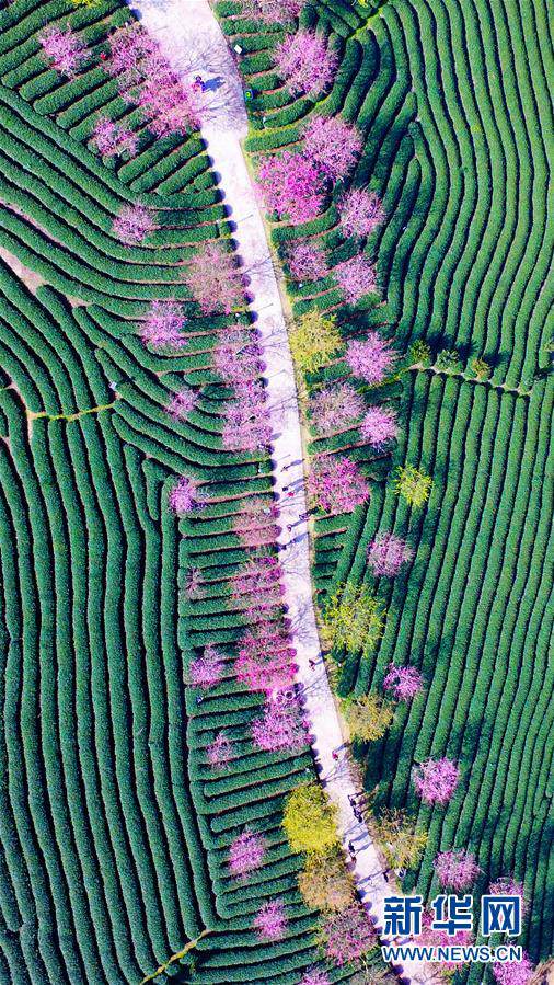 Fujian : 150 000 cerisiers en fleur dans les plantations de thé