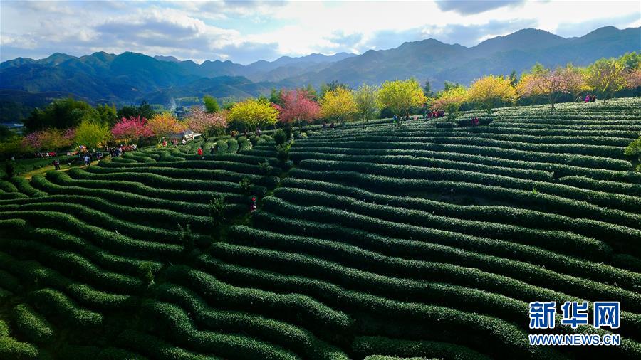 Fujian : 150 000 cerisiers en fleur dans les plantations de thé
