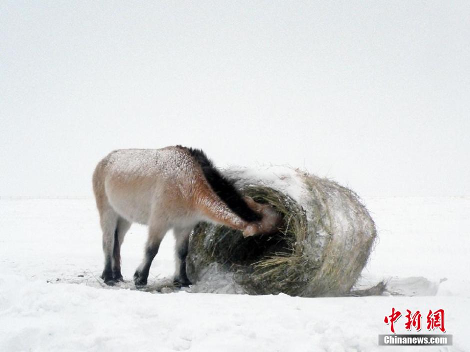 Russie : caprices de chevaux sauvages rares en hiver 