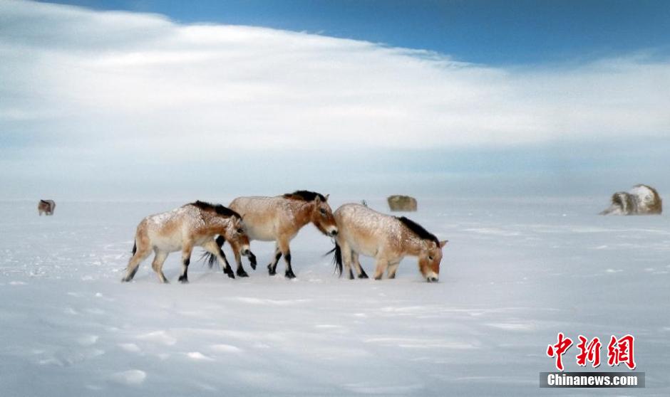 Russie : caprices de chevaux sauvages rares en hiver 