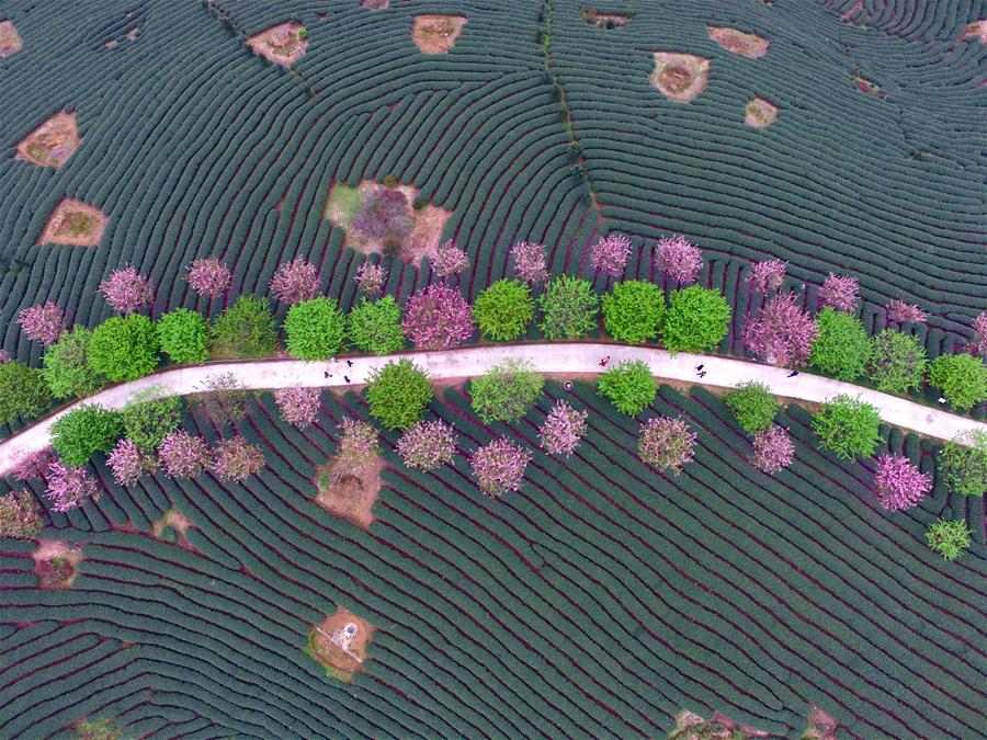 Cerisiers en fleur et jardins de thé frais dans le Fujian