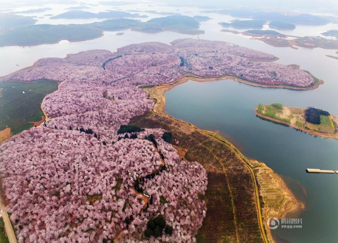 Chine : une mer de cerisiers en fleurs
