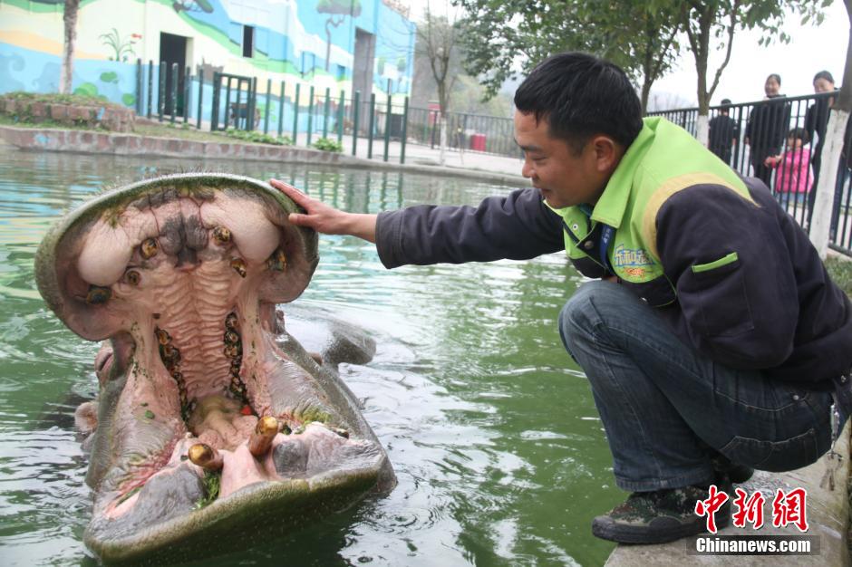 Chongqing : un hippopotame chez le dentiste...