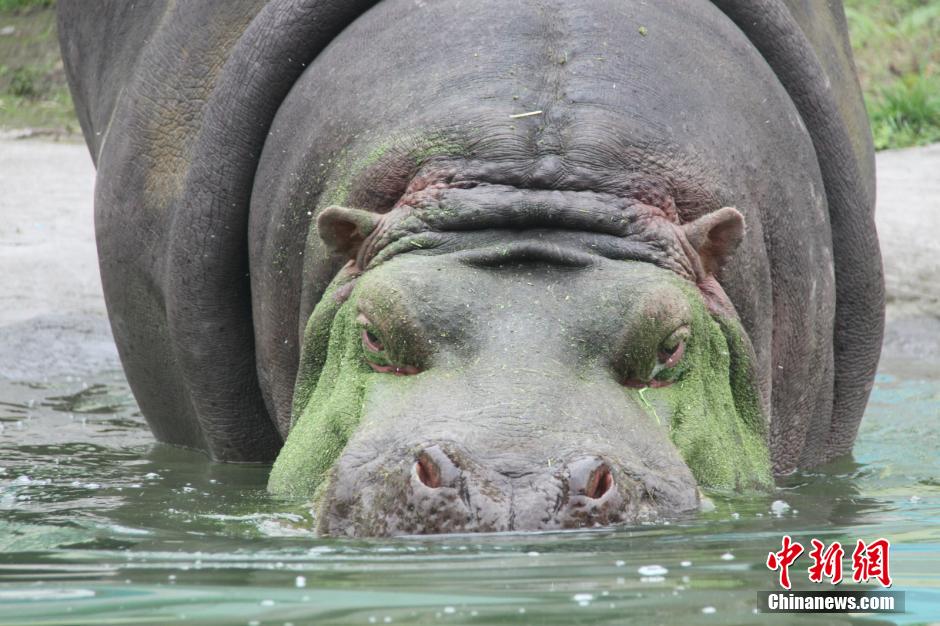 Chongqing : un hippopotame chez le dentiste...