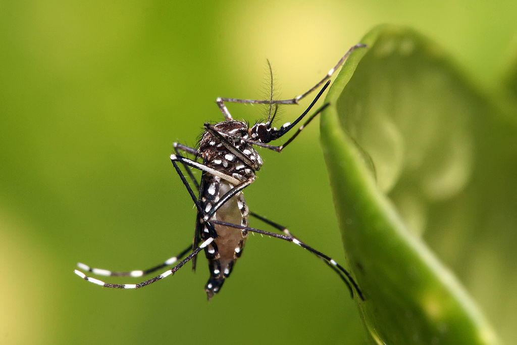 Chine : 20 millions de moustiques libérés pour combattre des maladies