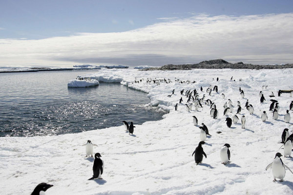 Des manchots Adélie sur la glace du cap Denison en Antarctique,le 12 décembre 2009. [Photo/Agences] 