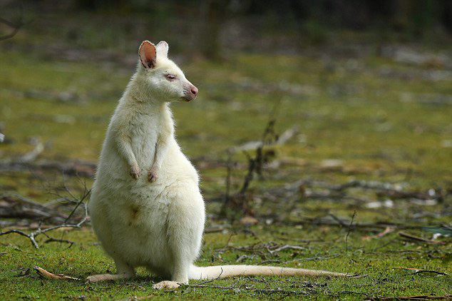 Augmentation des kangourous albinos en Australie  