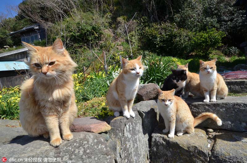 Le Japon et son île aux chats