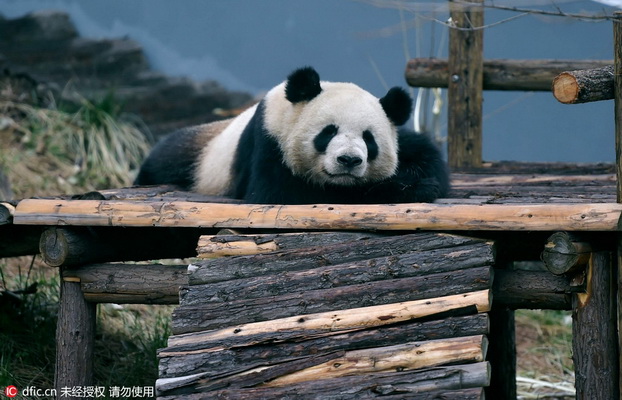 Luoyang : nouvelle vie et pratique du Kung-fu, pour nos deux amis pandas 