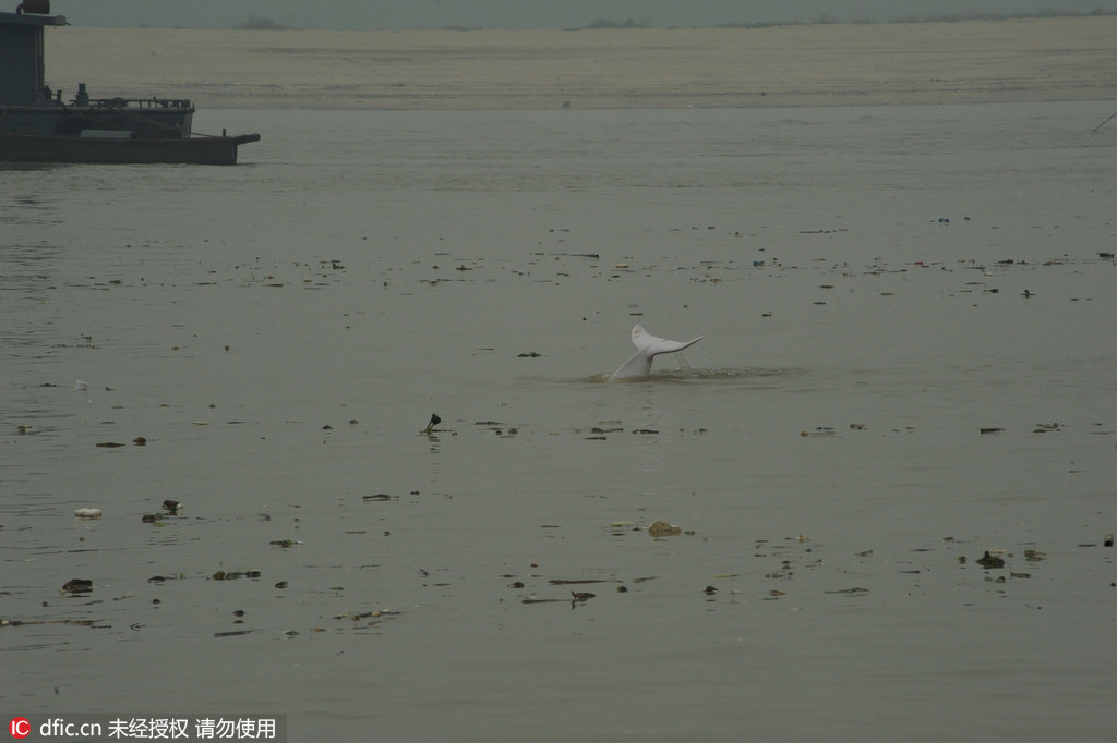 Un dauphin blanc en perdition dans le Guangdong