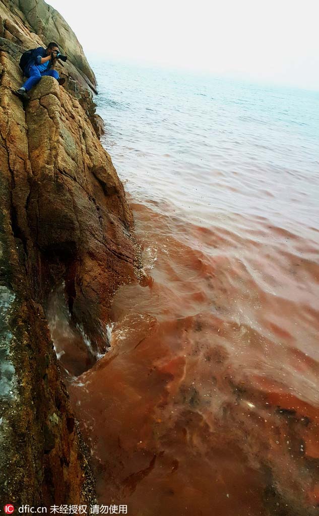 Apparition d'un paysage d'eaux mi-phosphorescentes mi-brun-rouge sur les côtes de Shenzhen
