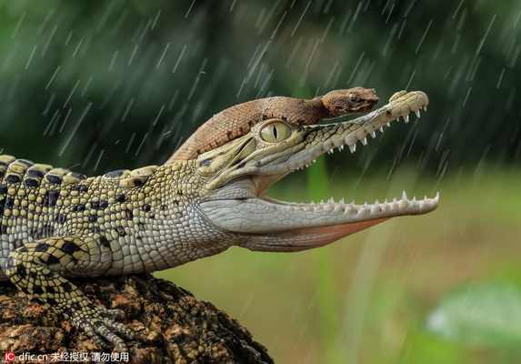 Un photographe saisit un serpent en train de faire du « crocodile-stop »