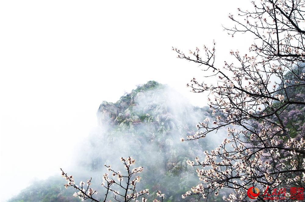 Xinjiang : la vallée des fleurs d’abricotier