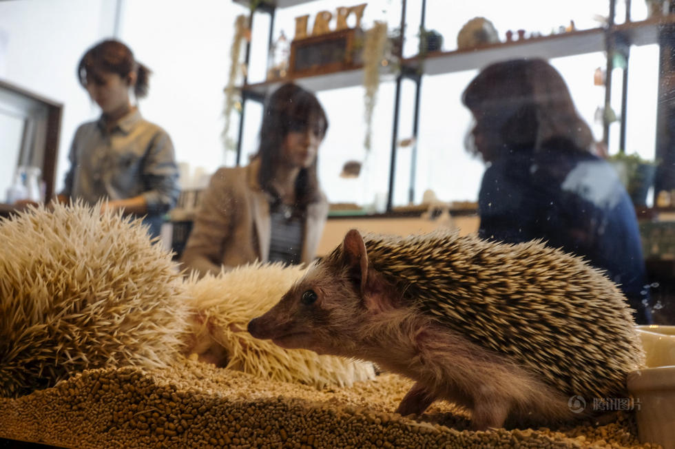 Tokyo : ouverture d'un restaurant sur le thème de l'hérisson