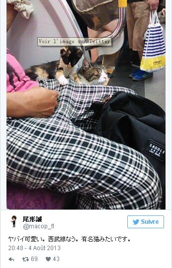 Tokyo : un chat prend seul le train tous les jours