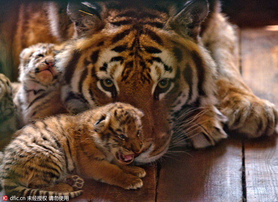 13 petits en trois ans ! Une tigresse de Sibérie d'un parc de Shenyang devient une « Mère héroïque »