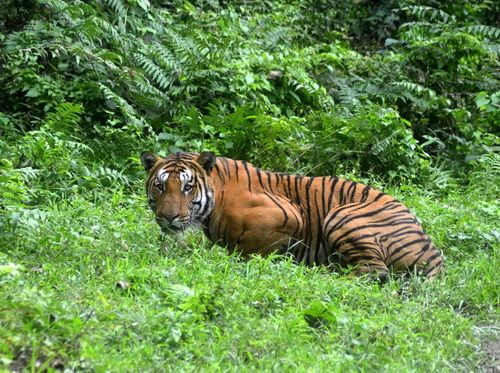 Le nombre de tigres sauvages en augmentation pour la première fois depuis 100 ans