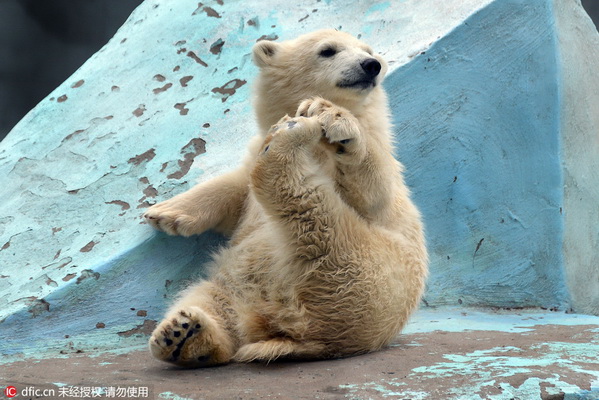 Pratique du yoga par un bébé ours polaire
