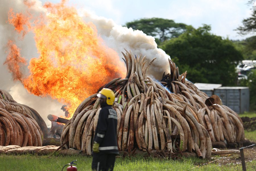 Kenya : lutte contre le commerce illégal d’ivoire