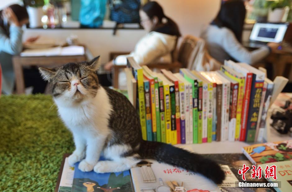 Quelle ambiance « chat-leureuse » ! Ici, on peut lire un livre avec un chat sur ses genoux...