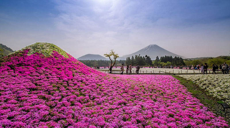 Un monde de fleurs fantastique sur les collines de l'Hitachi Seaside Park