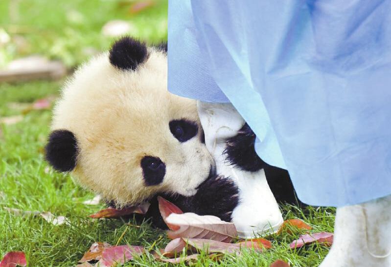 Le quotidien d’une nourrice de bébés pandas