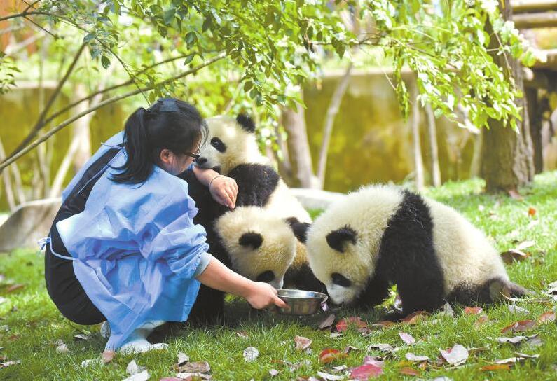 Le quotidien d’une nourrice de bébés pandas