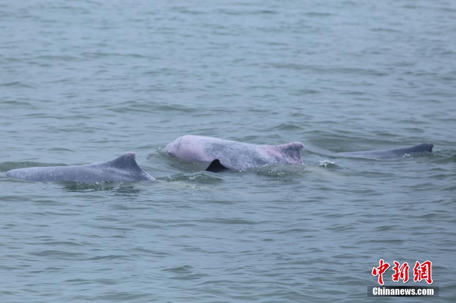 Reproduction de dauphins de Chine : le miracle de la baie de Beibu