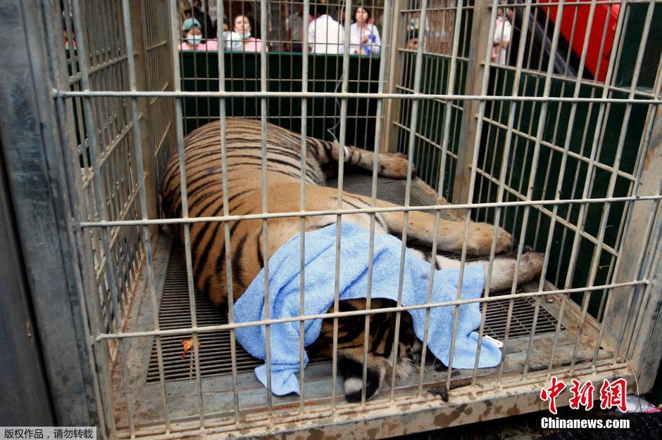 Thaïlande : évacuation des félins du temple aux tigres