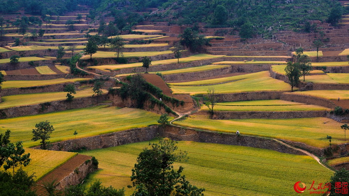 Le Henan et ses paysages de champs dorés 