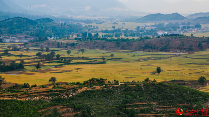 Le Henan et ses paysages de champs dorés 