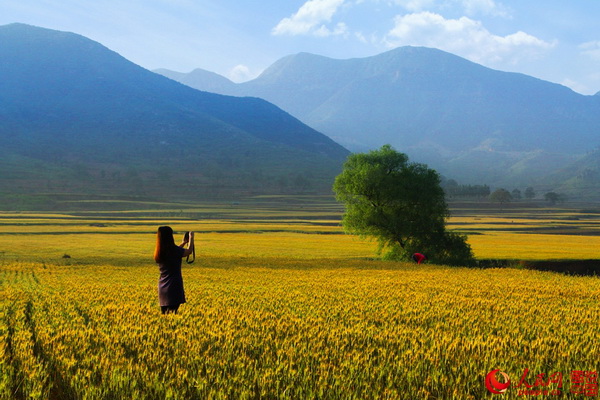 Le Henan et ses paysages de champs dorés 