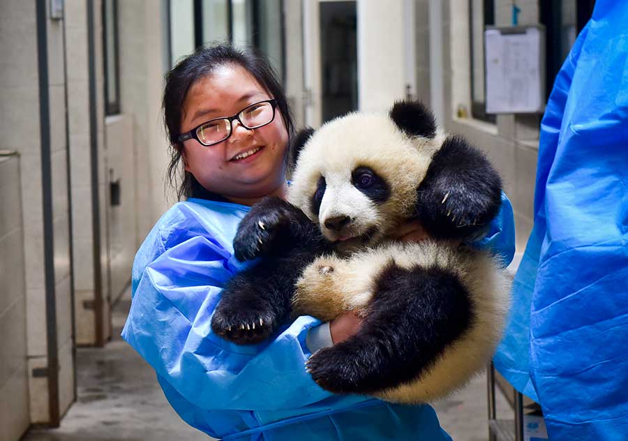 Pour l'amour des pandas