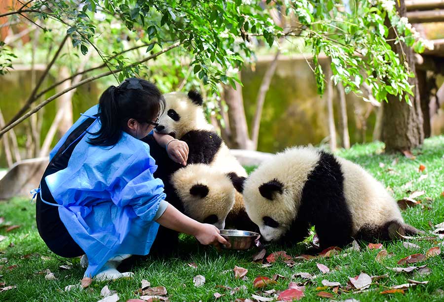 Pour l'amour des pandas