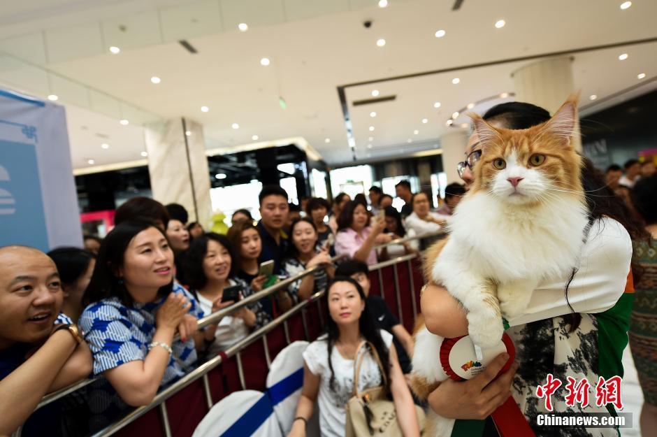 Des chats exceptionnels à Taiyuan