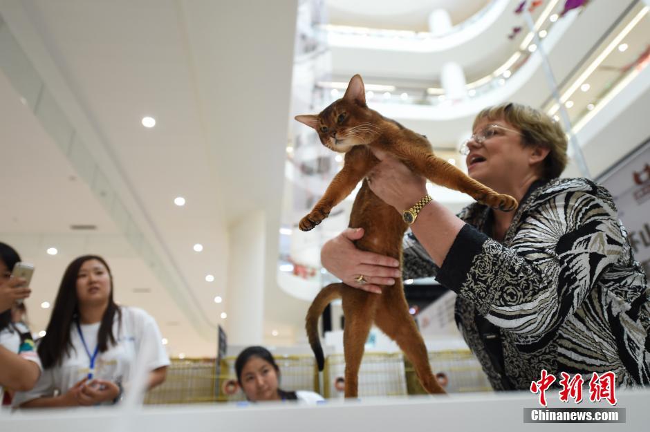 Des chats exceptionnels à Taiyuan