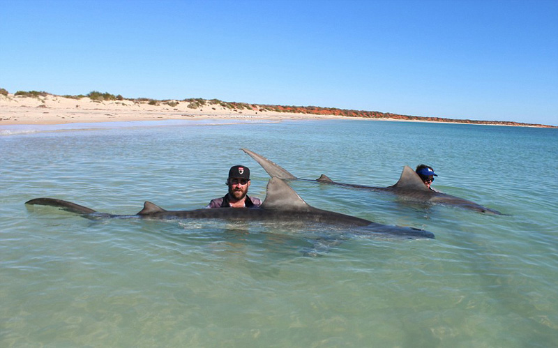 Australie : dix grands requins capturés
