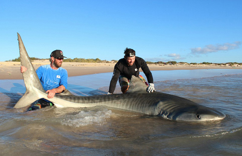 Australie : dix grands requins capturés