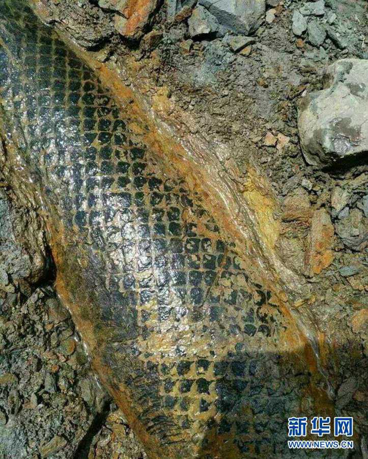 Un fossile de dragon fait le buzz sur la toile chinoise 
