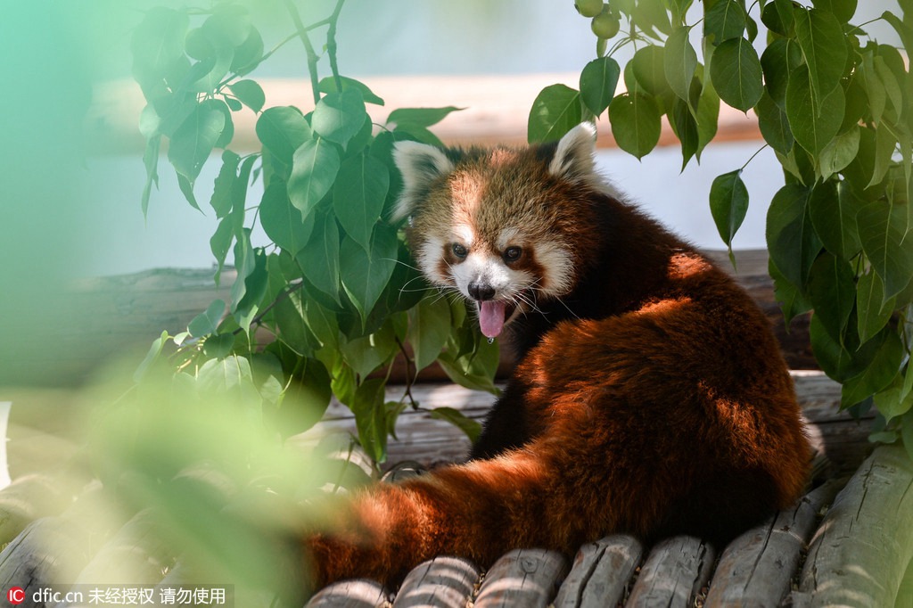 Canicule : des rafraîchissements pour les animaux du zoo de Beijing 