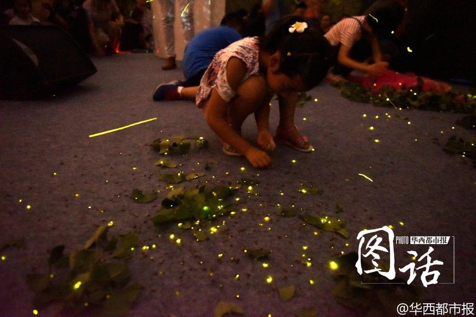 Un parc de Chengdu relâche 100 000 lucioles