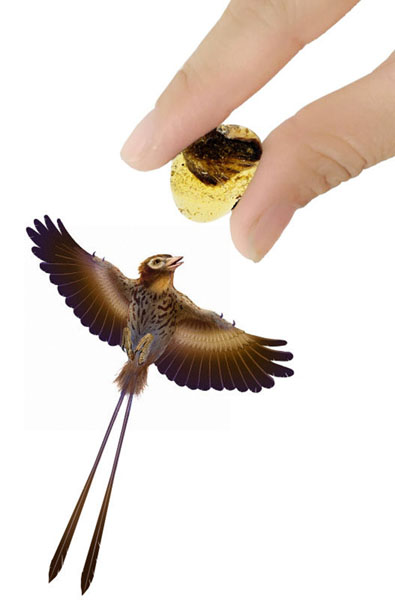 Première découverte d’ailes d'oiseaux dans l'ambre